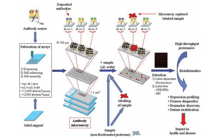 Schematic of the antibody microarray setup.