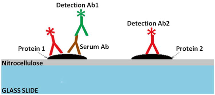 Cross-sectional diagram of a typical protein array.