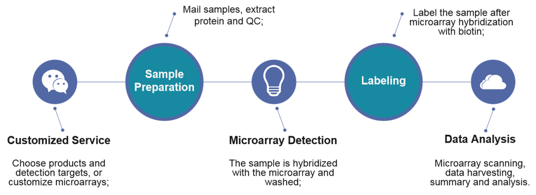 Cytokine microarray analysis service process.