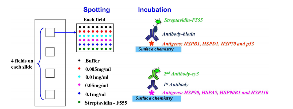 Scheme of protein microarray design.