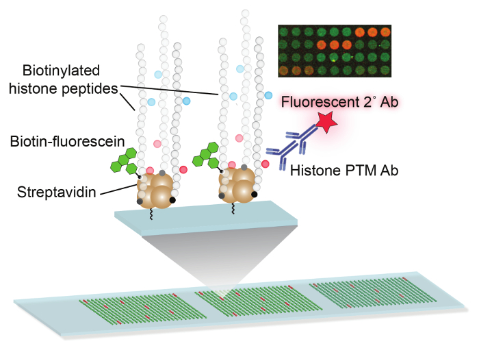 Cartoon Depiction of the Stepwise Procedure for Antibody Screening on a Histone Peptide microarray.