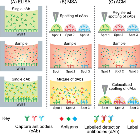 Schematic process flow for three sandwich assay formats, namely the ELISA (a singleplex assay), multiplexed sandwich assays (MSA) in microarray format, and the antibody colocalization microarray (ACM).