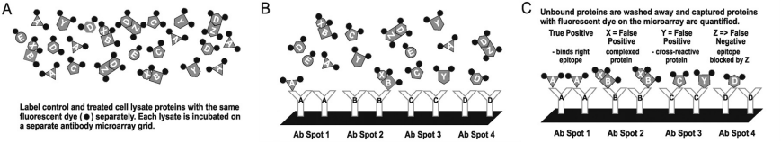 Methodologies behind antibody microarrays.