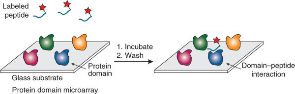 Protein domain microarrays.