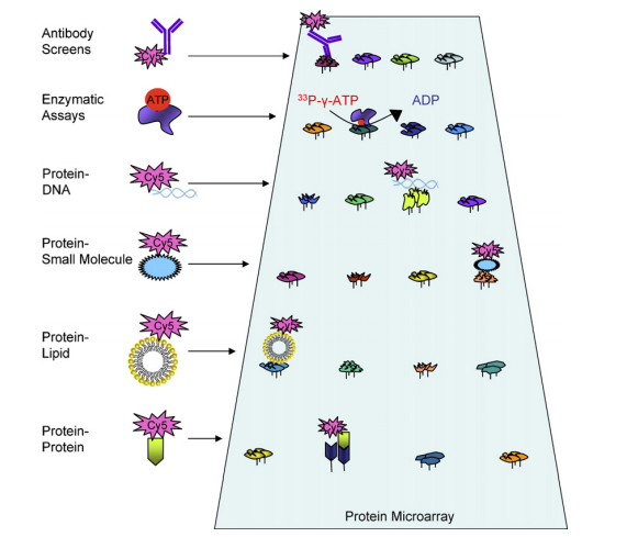 Applications of functional protein microarrays.