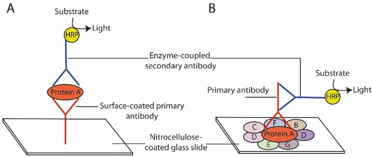 Schematic presentation of forward phase protein array (A) and reverse phase protein array (B).