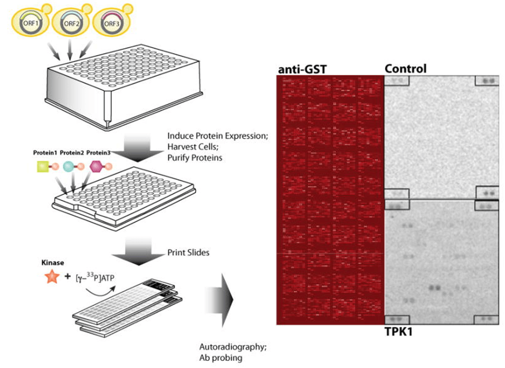 Workflow of a protein microarray-based kinase assay to identify candidate substrates targeted by the yeast kinases.